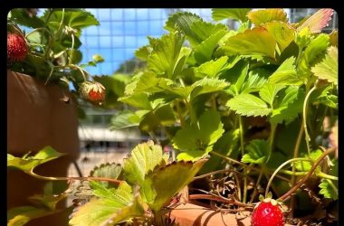 OpenAI新模型表现堪比博士，我请清北博士亲自评测-Ai设计师学院